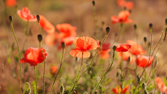 清新治愈系罂粟花摄影图片