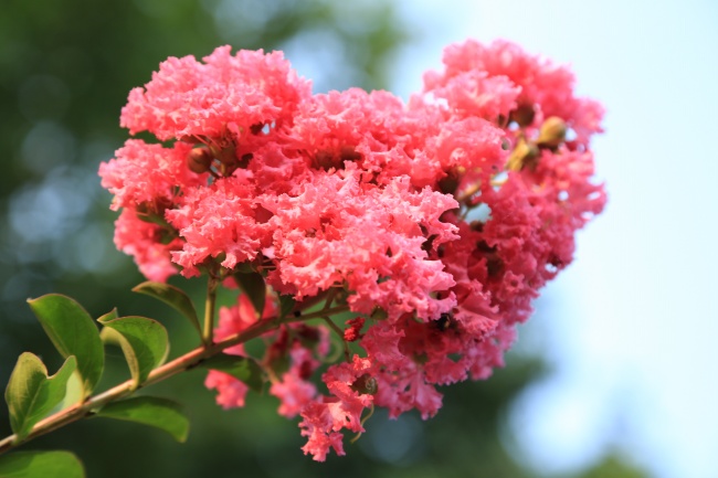 夏季开的花图片