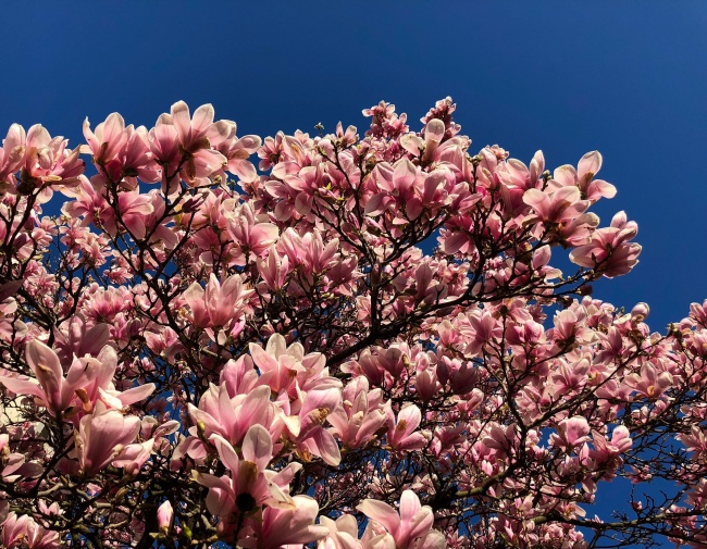 蓝天下绽放玉兰花图片