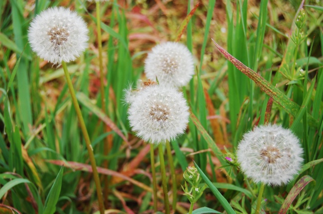 春天白色蒲公英花图片