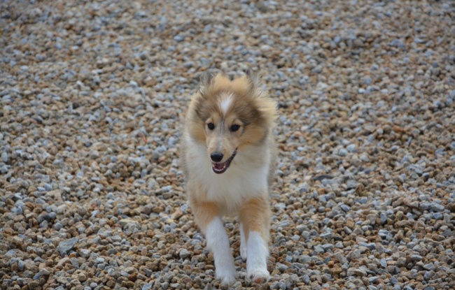 喜乐蒂牧羊犬图片