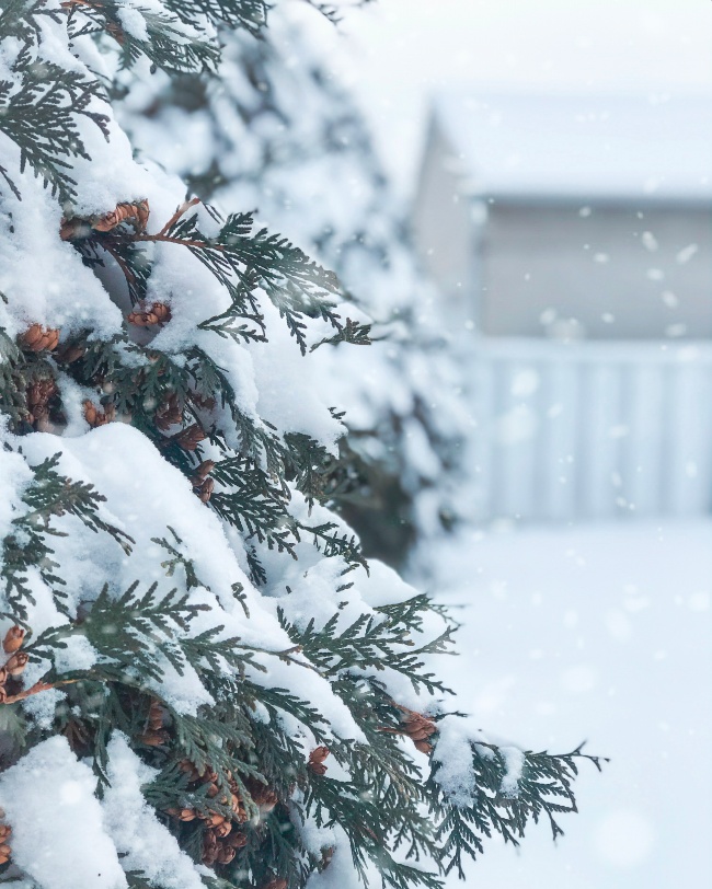冬季大雪纷飞局部摄影图片