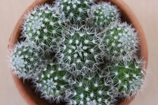 带刺仙人球盆栽植物图片