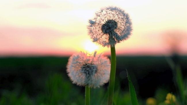 唯美黄昏蒲公英摄影图片