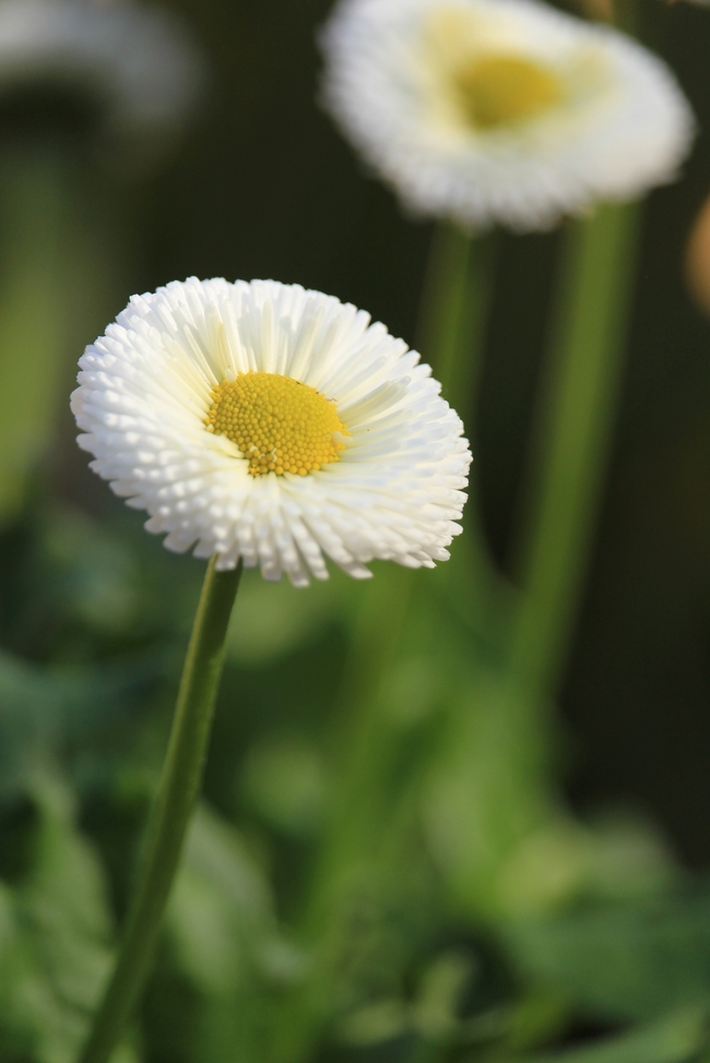 野生白晶菊图片