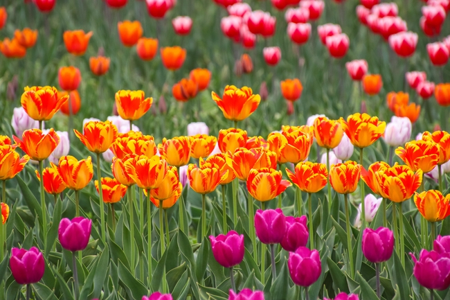 郁金香花园图片
