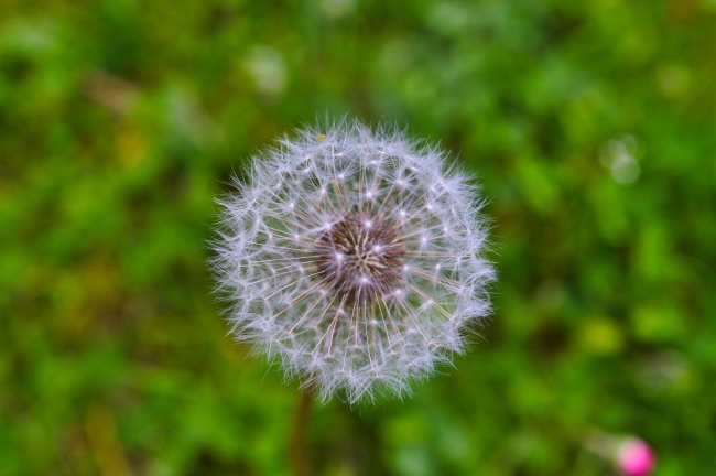 白蒲公英摄影图片