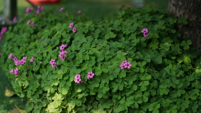 绿色三叶草四叶草花丛图片