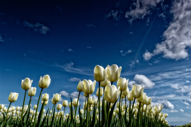 蓝天白云白色郁金香花海图片