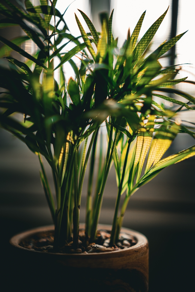 室内绿植盆栽图片