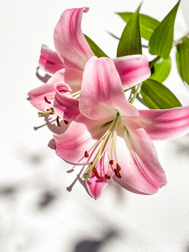 新鲜的百合花图片