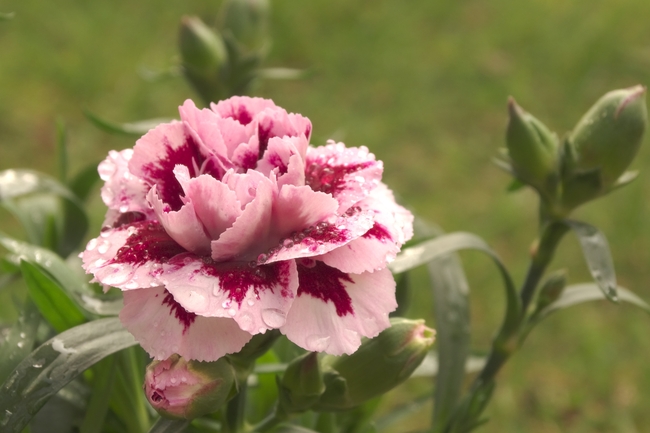 唯美牡丹花局部摄影图片