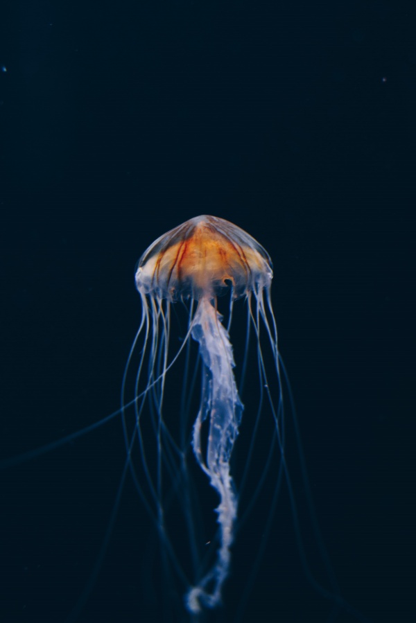 海洋水母摄影图片