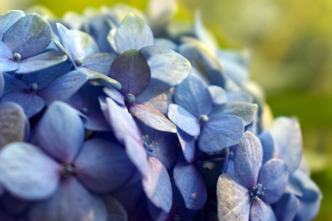清新蓝色绣球花微距特写摄影图片
