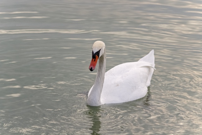 白天鹅浮水摄影图片