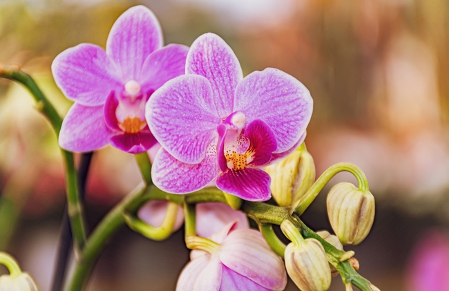 玫红色蝴蝶兰高清壁纸图片