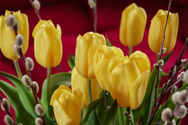 黄色郁金香微距特写摄影图片