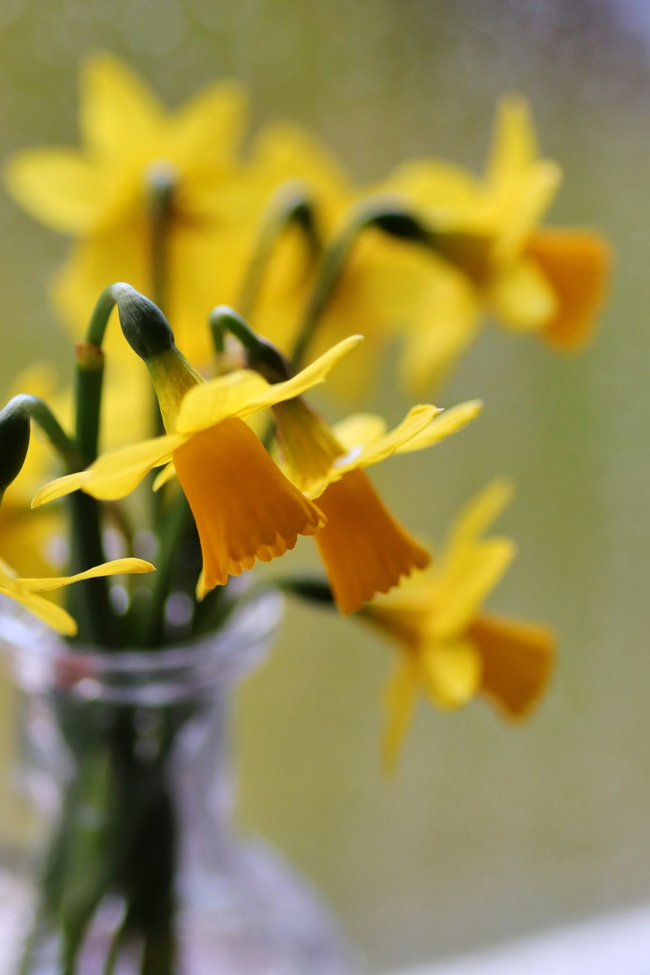 复活节水仙花插花图片