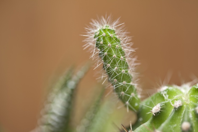 绿色带刺仙人掌图片