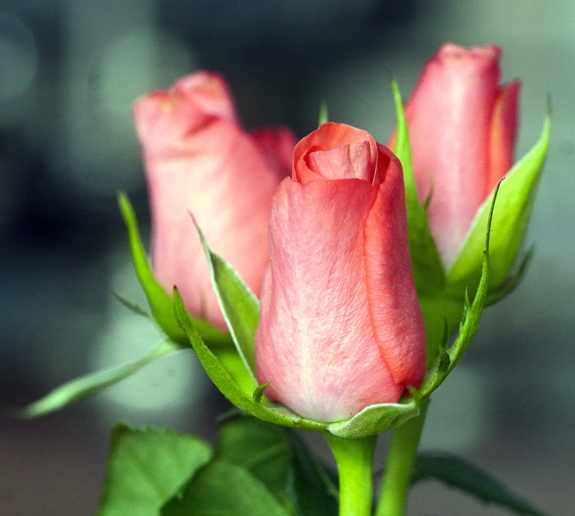 粉色玫瑰花花苞图片