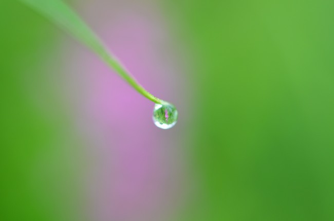 雨滴特写图片