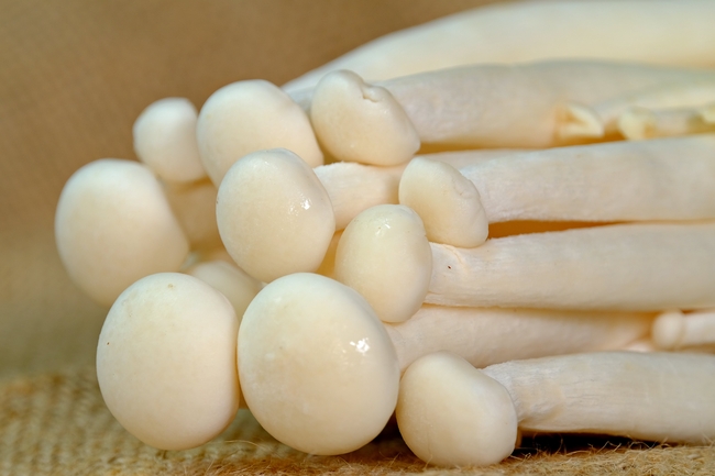食用海鲜菇图片