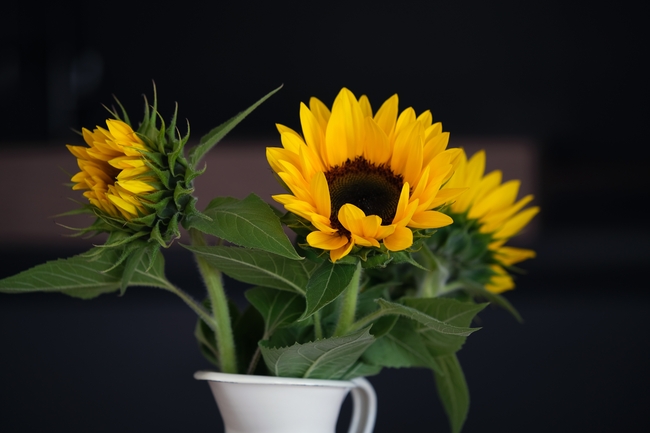 插在白色花瓶里的向日葵图片