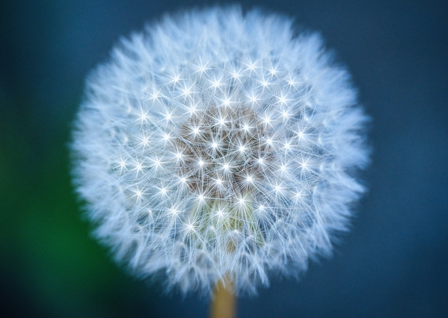 毛茸茸的白色蒲公英微距摄影图片