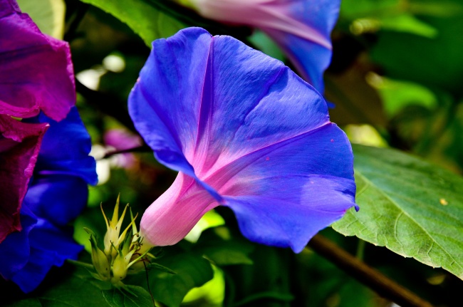 蓝色牵牛花喇叭花图片