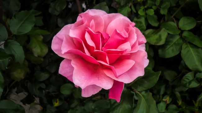 粉色茶花花朵图片