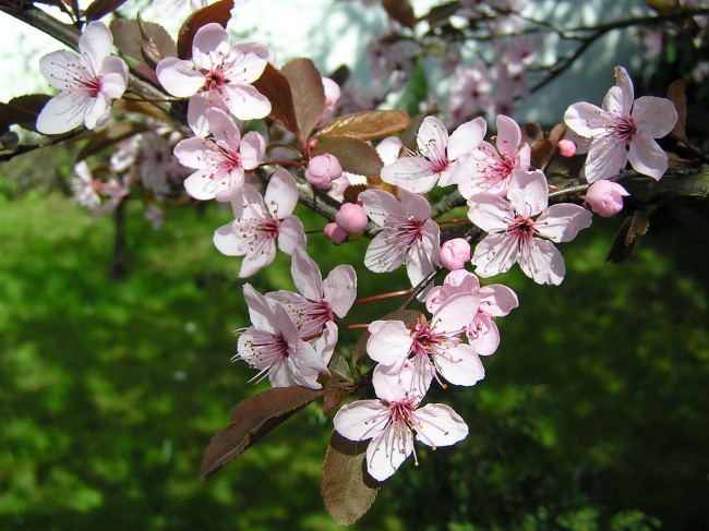 粉色五瓣梅花图片