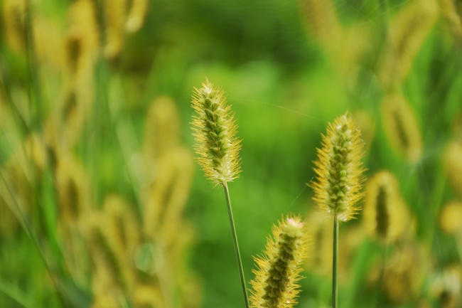 户外狗尾巴草壁纸图片