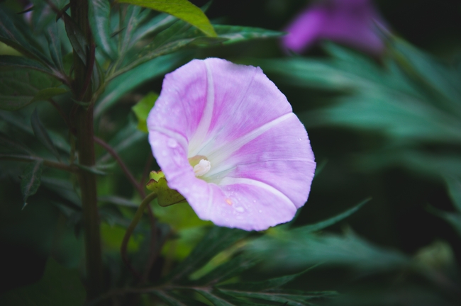 雨后紫色牵牛花摄影图片