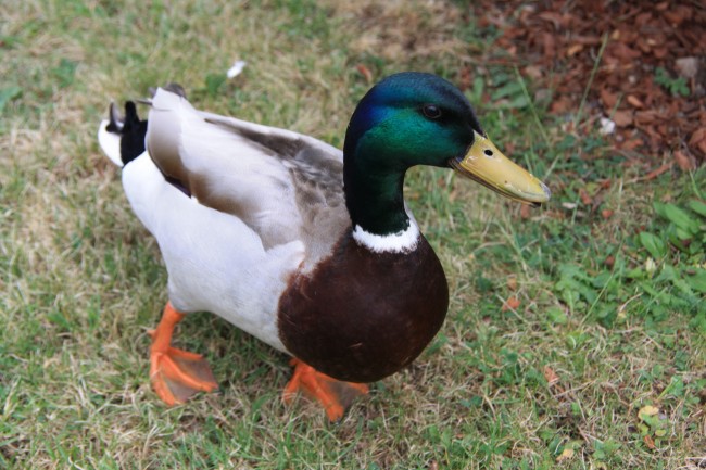 绿头鸭图片