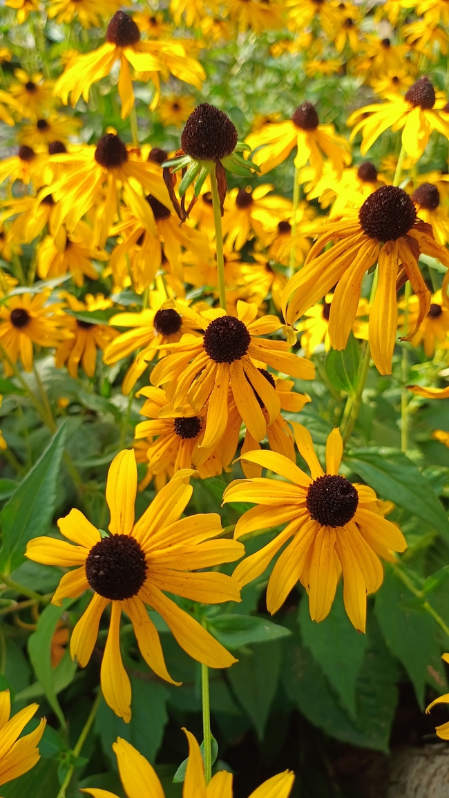 金灿灿的金光菊花海摄影图片