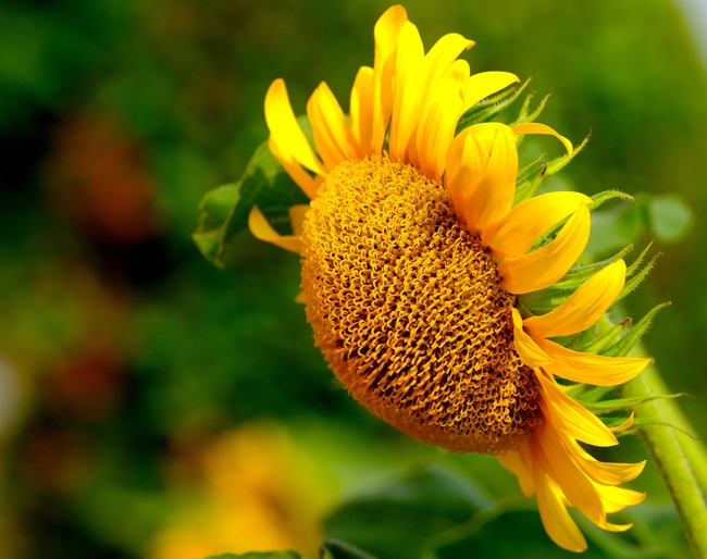 唯美小清新向日葵摄影图片