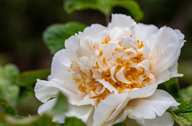 白色牡丹花微距特写摄影图片