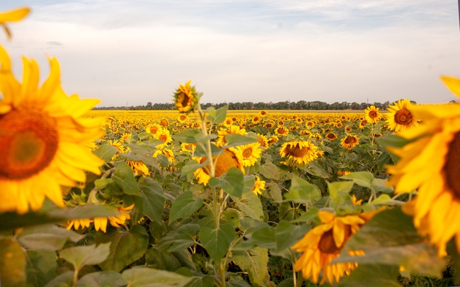 黄色向日葵花海小清新图片