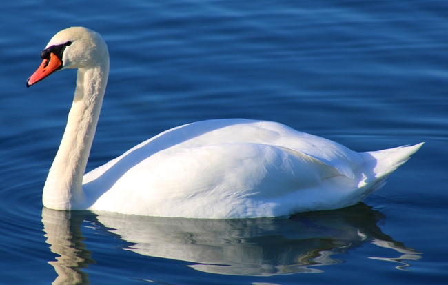 蓝色湖泊白天鹅图片