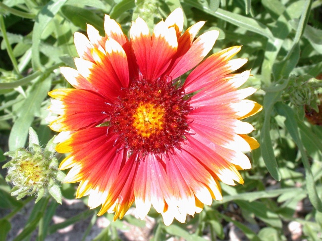 红黄太阳花图片