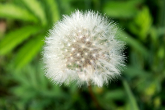 蒲公英的种子图片