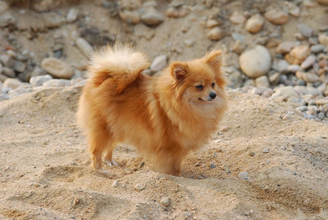 沙地狐狸狗图片