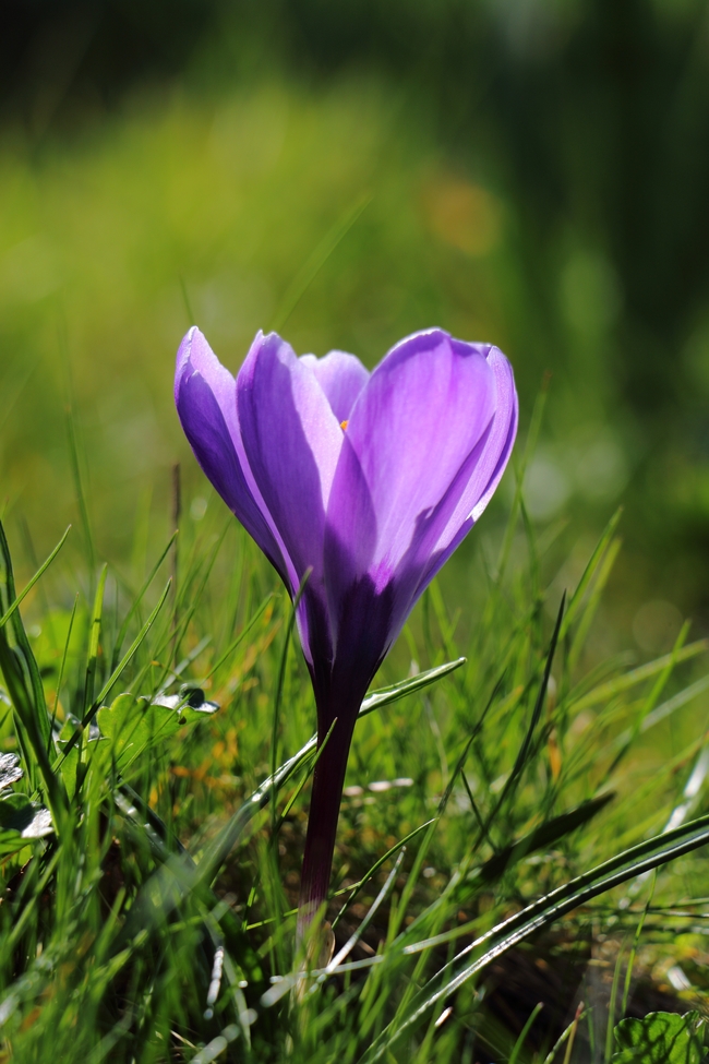 绿色草地紫色番红花盛开图片
