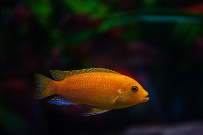 水族馆金色观赏鱼摄影图片