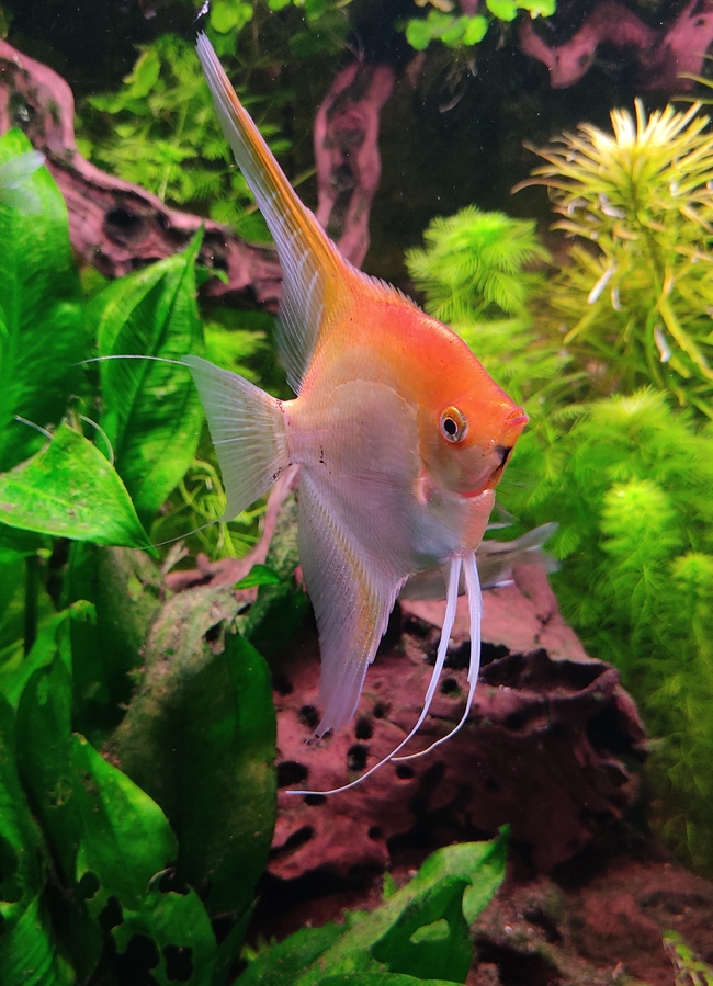 水族馆潜水观赏鱼图片