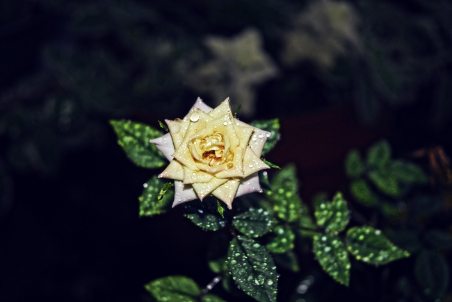 水珠黄玫瑰图片