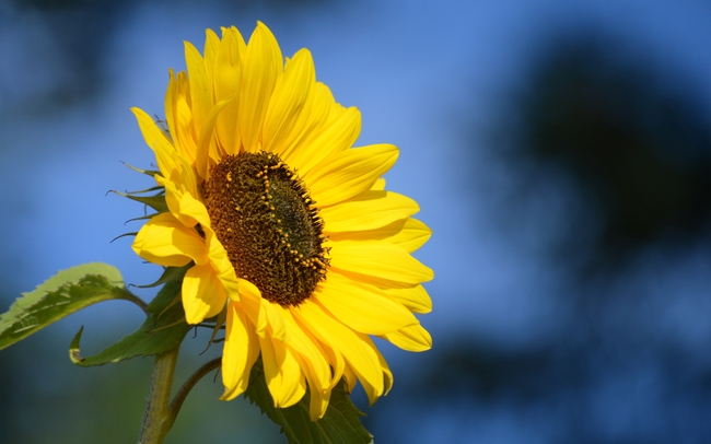 小向日葵花局部特写摄影图片