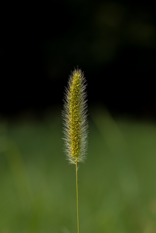 一枝狗尾巴草图片