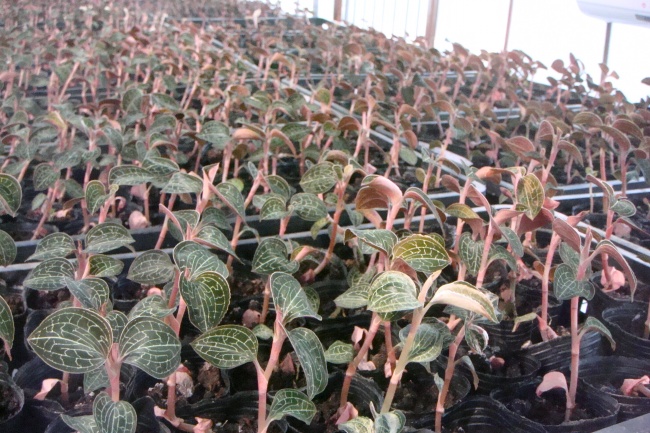 绿色金线莲图片下载