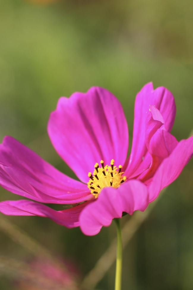 玫红色格桑花盛开图片